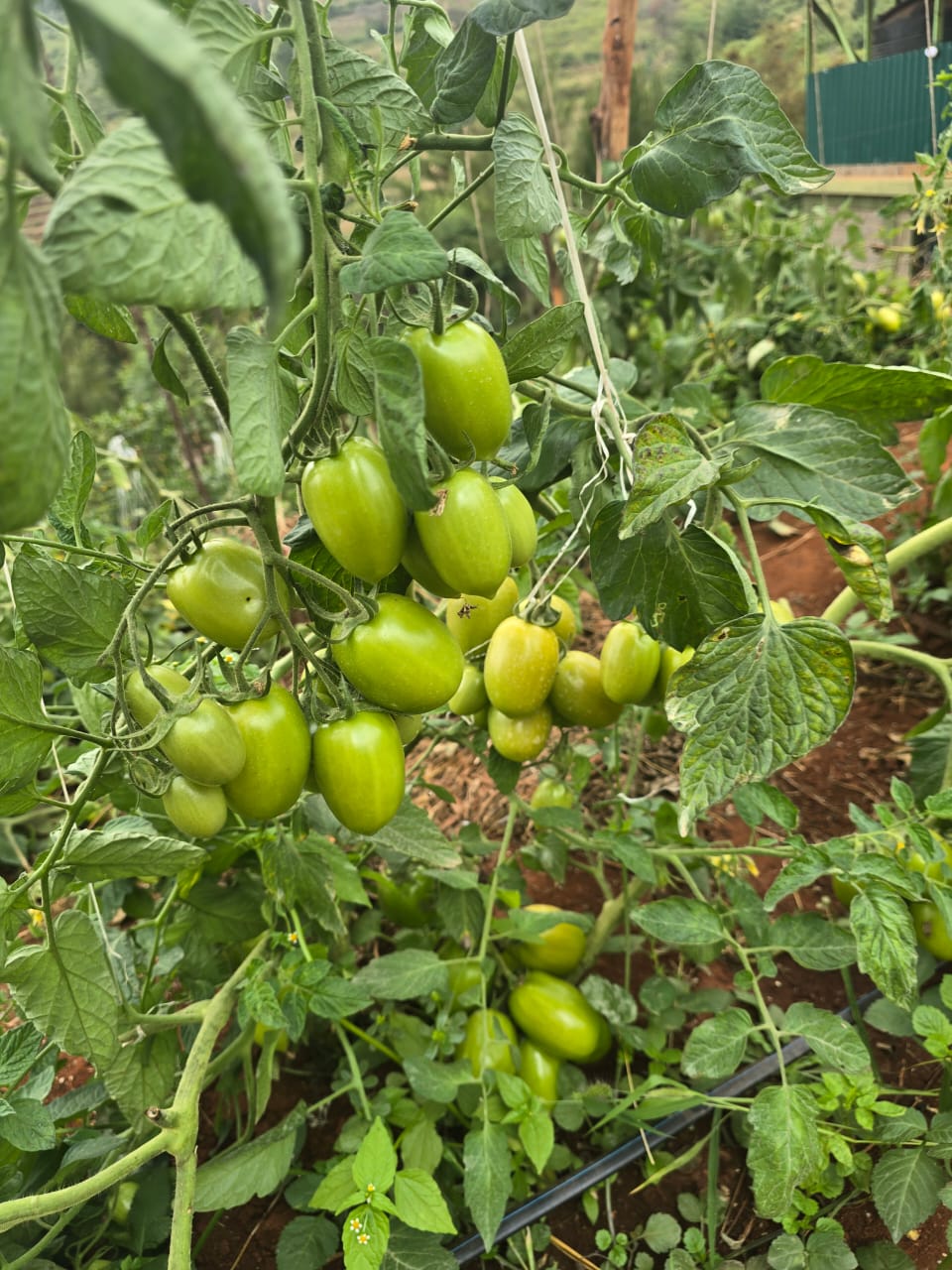 Tomato Vine Close-up